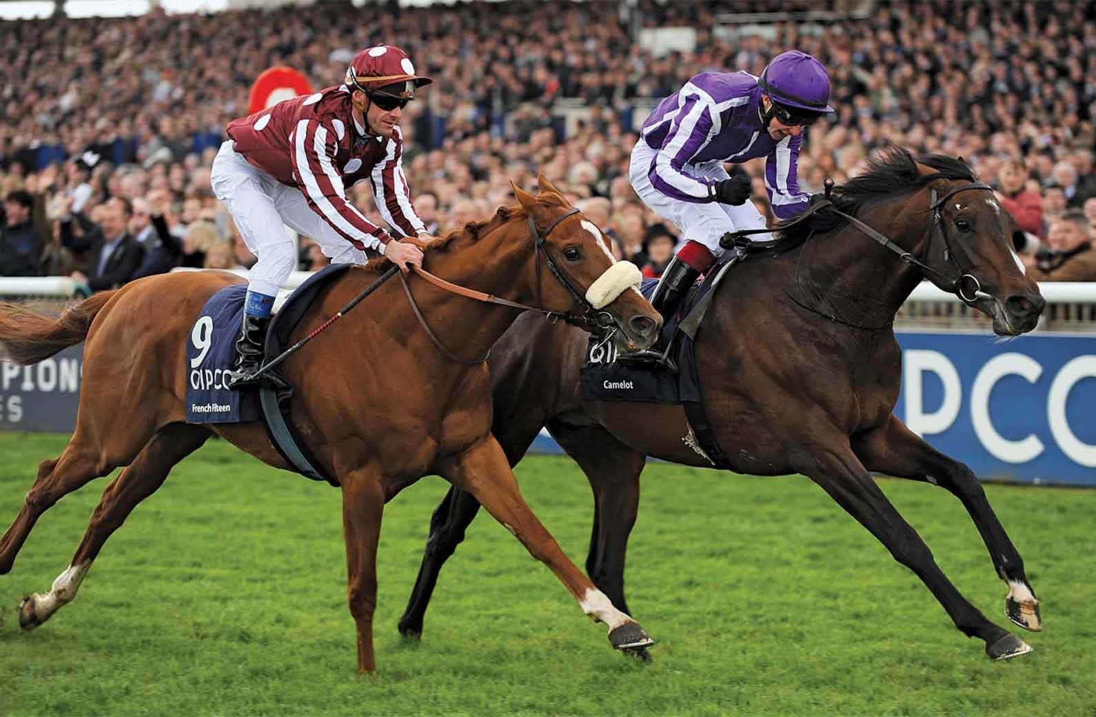 Horse Racing Terms for Beginners